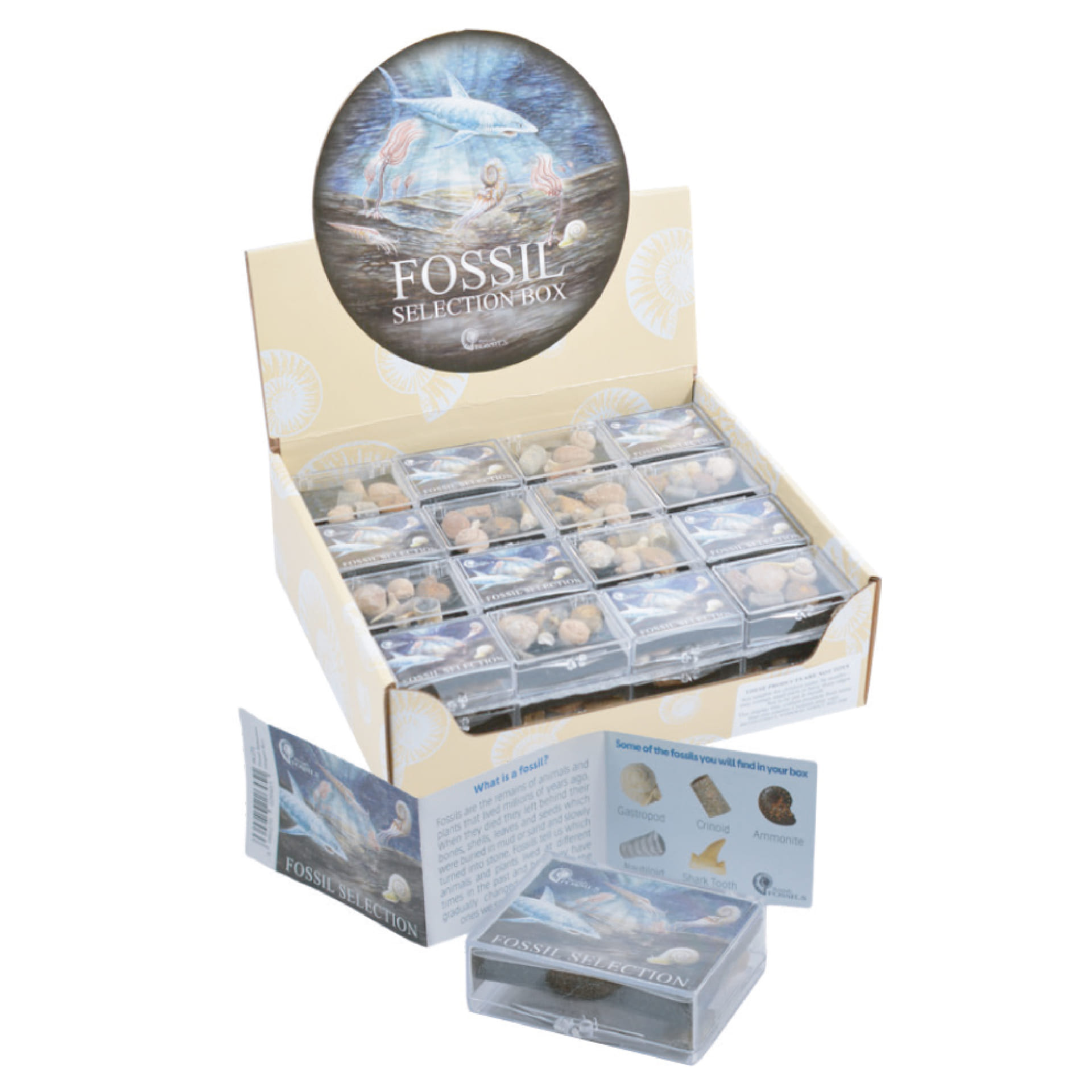 Small Fossil Collection Box